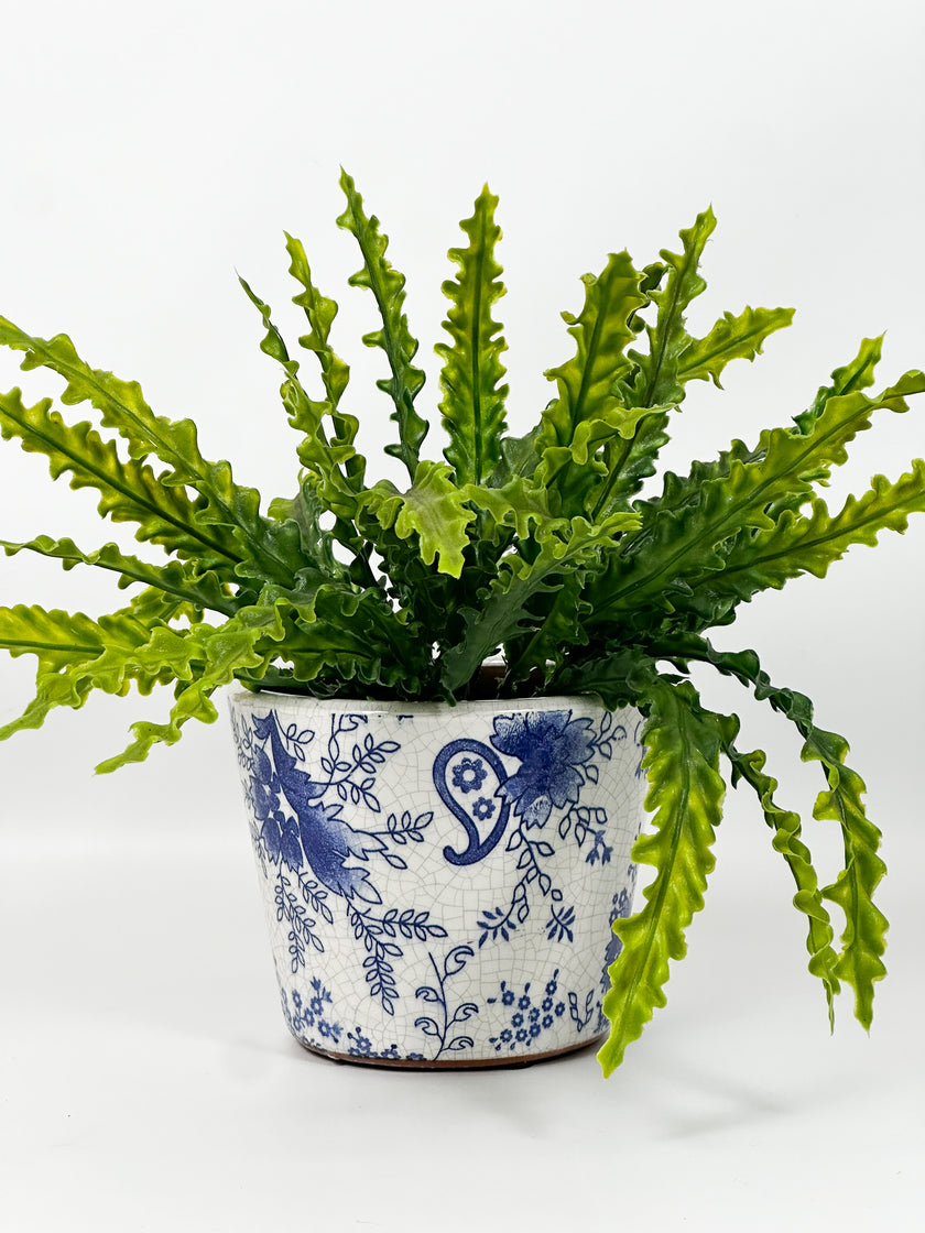 Maceta primavera fondo blanco amiba